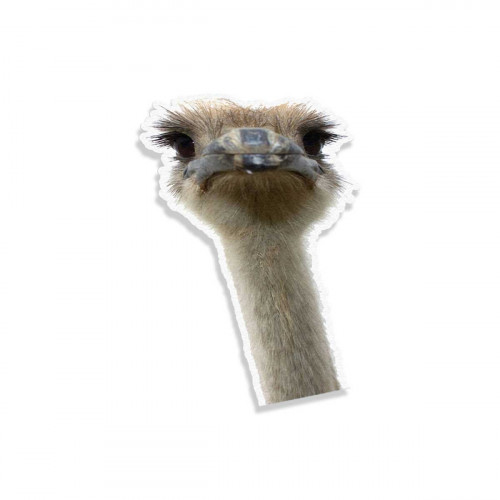 Ostrich